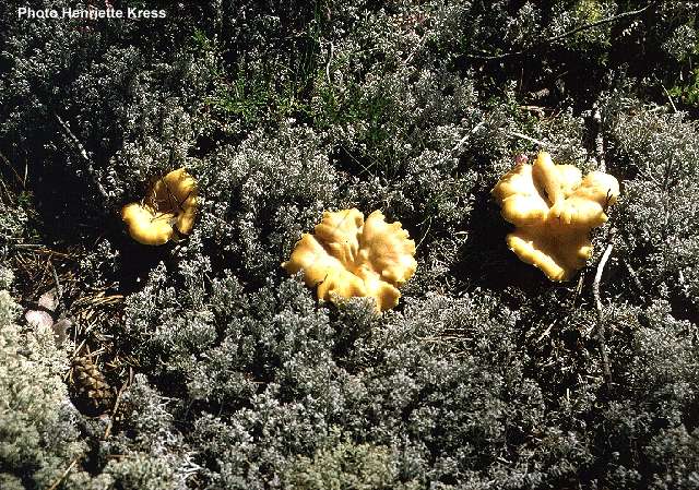  Image name: finferlo7.jpg 
 width: 640 pixel 
 height: 449 pixel 
 Size: 110461 bytes 
 Click to enlarge 